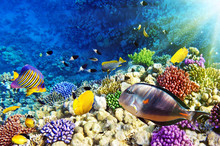 Coral And Fish In The Red Sea.Egypt