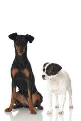 Wall Mural - Two dogs - Zwei Hunde