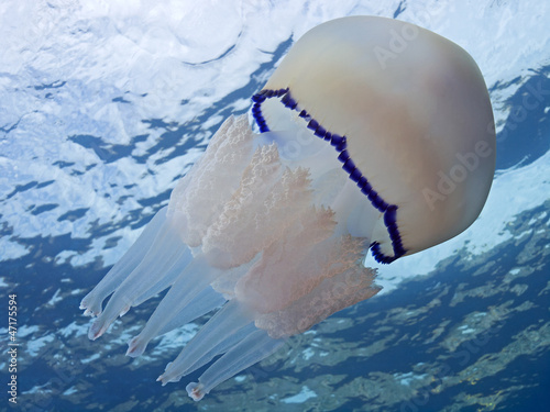 Plakat na papierze fotorealistycznym Lungenqualle (rhizostoma pulmo)