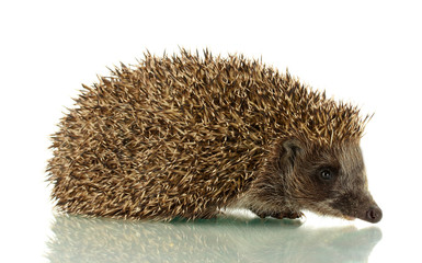 Wall Mural - Hedgehog, isolated on white