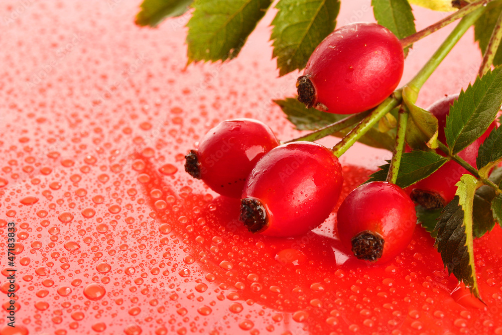 ripe hip roses on branch with leaves on red background