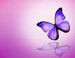 Violet butterfly on violet pink background