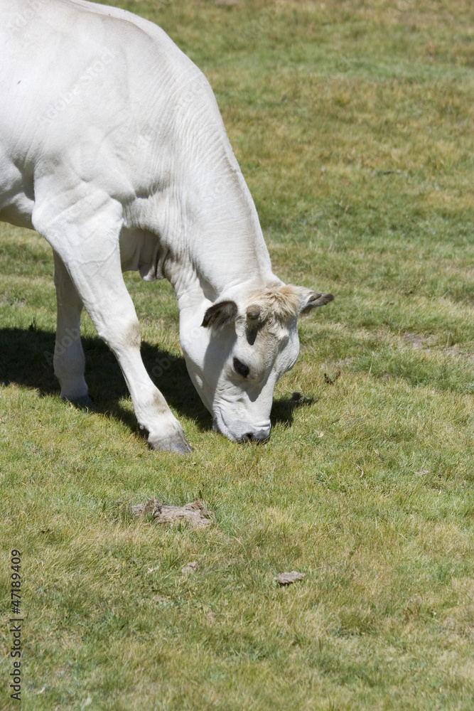 Mucca piemontese bianca, pascolo brado Stock Photo | Adobe Stock