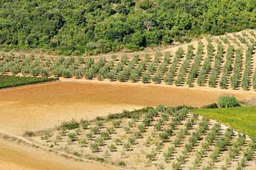 Wall Mural - Olivenhain - olive grove 34