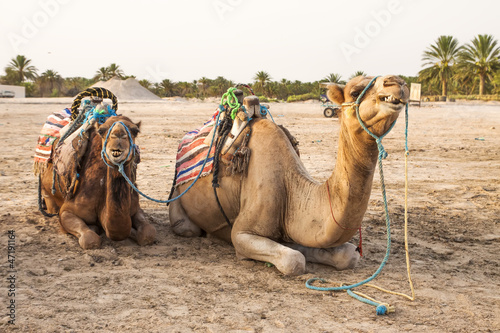 Plakat na papierze fotorealistycznym Arabski wielbłąd lub dromader, zwany także jednobarwnym wielbłądem