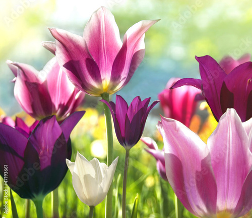 Naklejka dekoracyjna Spring beauties