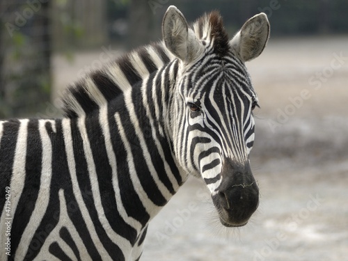 Board z aluminiowym obramowaniem Grant zebrań