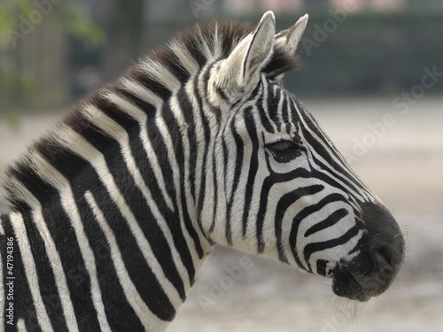 Board z aluminiowym obramowaniem Grant zebrań