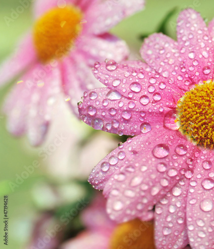 Naklejka ścienna Beautiful flowers after the rain