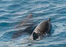 Spinner Dolphins Surfacing In A Lagoon