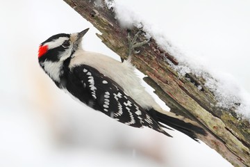 Wall Mural - Downy Woodpecker (picoides pubescens)