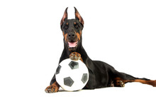 Great Doberman Dog With Ball On White Background
