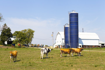 Brown Cow on american farm