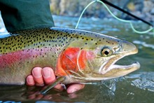 Rainbow Trout Free Stock Photo - Public Domain Pictures