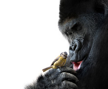 Gorilla Showing Family Love To A Bird, On White Background