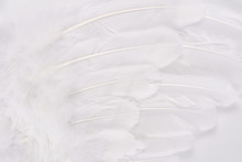 White Wing Feather Texture Macro