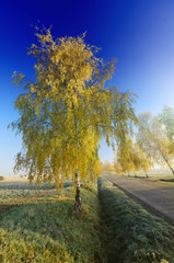 Poster - the road and autumn birch