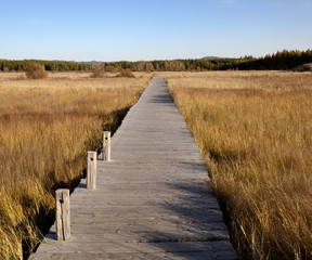 Poster - wooden footbridge across the wetland against a blue sky at autum