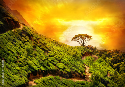 Naklejka na szybę Tea plantation in Munnar