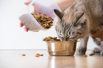 Woman feeding hungry pet cat