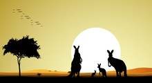 Beauty Silhouette Of Kangaroo Family With Sunset Background