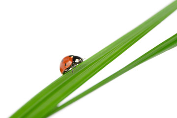 Ladybug on a green blade of grass