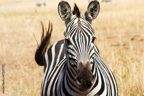 Plakat na papierze fotorealistycznym Zebra równiny