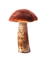 Orange-cap Boletus Mushroom