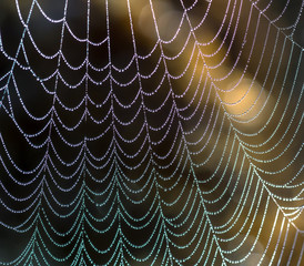 Spider net with water drops