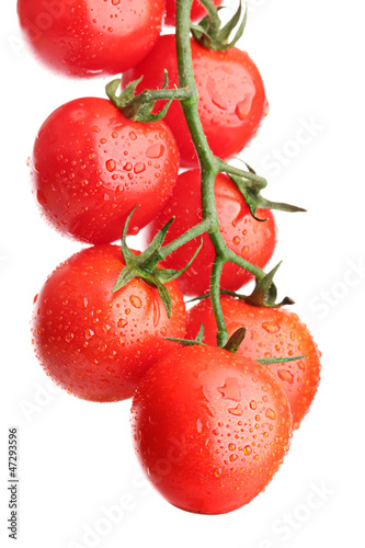 Tapeta ścienna Pomidory cherry na gałęzi z kropli na białym tle