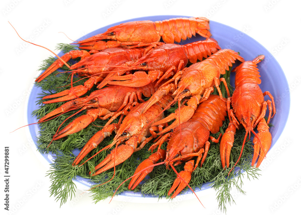 Tasty boiled crayfishes with fennel on plate isolated on white