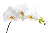 Fototapeta Storczyk - beautiful orchid, isolated on white