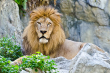 Male Lion