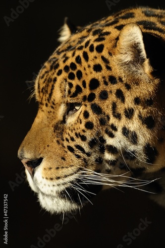 Board z aluminiowym obramowaniem Jaguar