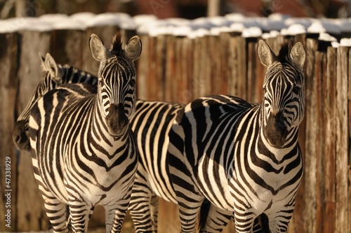 Plakat na papierze fotorealistycznym Grant zebrań
