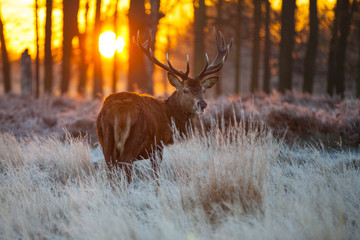 Fototapete - Red Deer in morning Sun. 