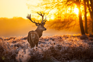 red deer in morning sun.