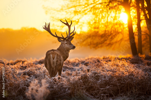 Obraz w ramie Red Deer in morning Sun. 