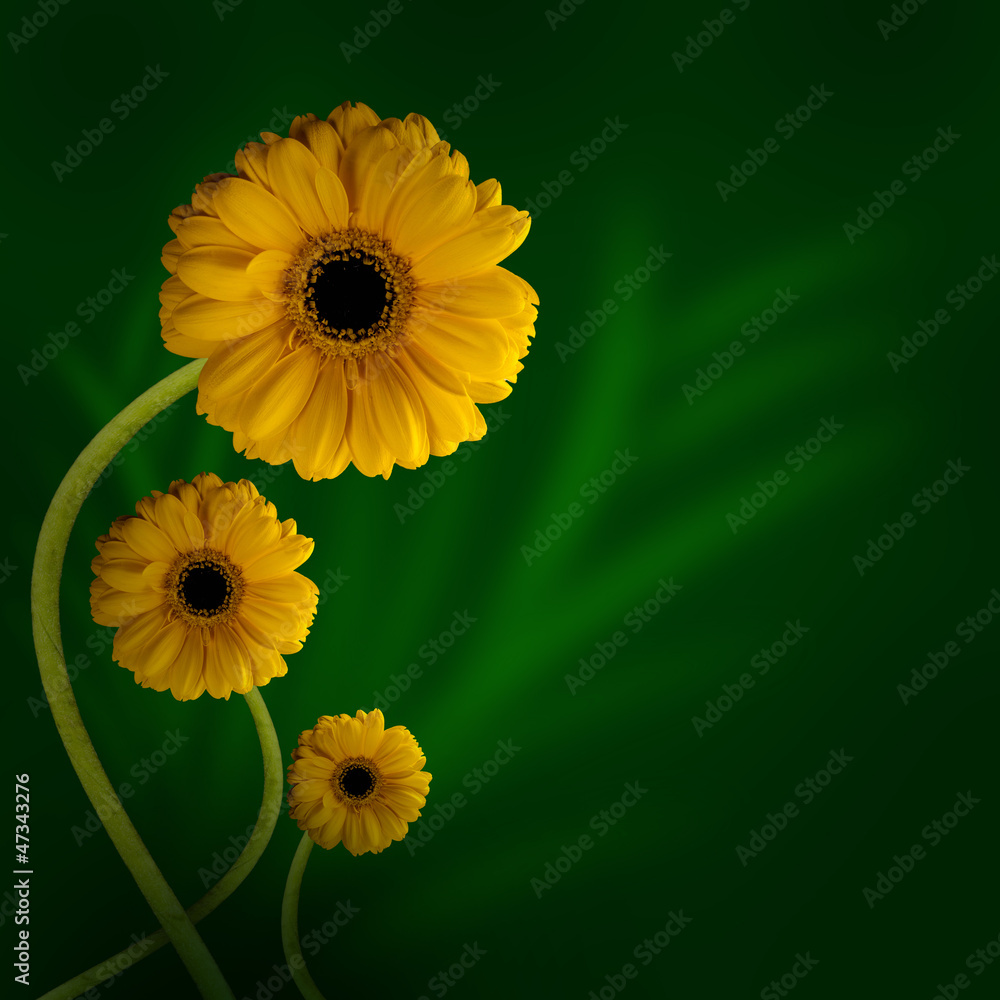 Kwiat gerbery w promieniach światła na zielonym tle - obrazy, fototapety, plakaty 