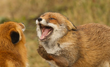 Two Red Foxes