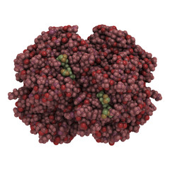 Poster - Hemoglobin protein (Hb), chemical structure