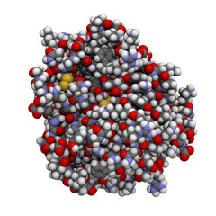 Wall Mural - trypsin enzyme molecule, chemical structure.