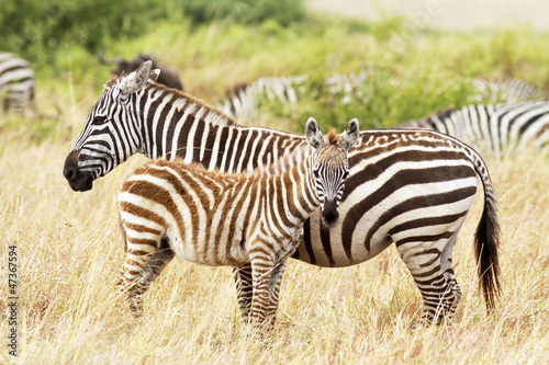 Plakat na papierze fotorealistycznym Zebry masai mara