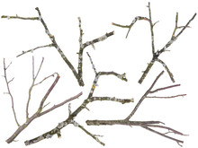 Old Apple And Cherries Tree Branches Isolated