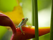 The famous red eyed tree frog (Agalychnis Callidryas)