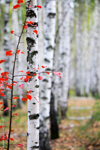 Naklejka na szafę Brzozowy las jesienią
