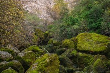 Wall Mural - View of moss-grown rocks