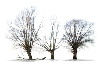 Wall Mural - Arbre sans feuilles sur fond blanc