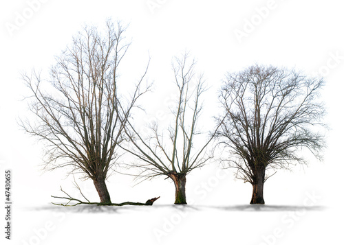 Arbre Sans Feuilles Sur Fond Blanc Stock Photo Adobe Stock Arbre Sans Feuilles Sur Fond Blanc Stock Photo Adobe Stock