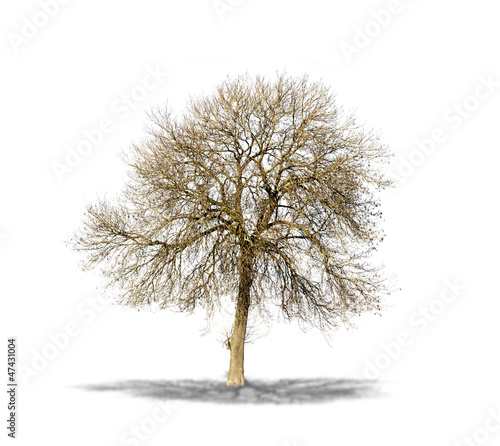 Arbre Sans Feuilles Sur Fond Blanc Stock Photo Adobe Stock Arbre Sans Feuilles Sur Fond Blanc Stock Photo Adobe Stock